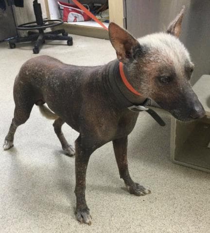 Fabio - Mexican Hairless