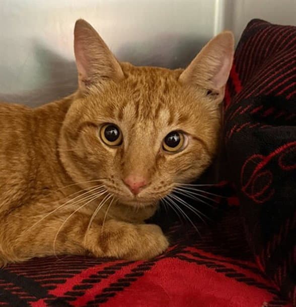 Milo - Domestic Short Hair