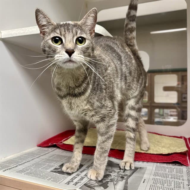 Penny - Domestic Short Hair