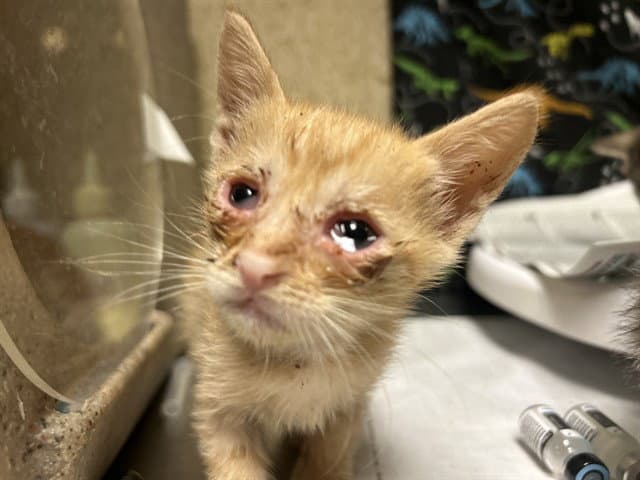 Chuckie Finster - Domestic Short Hair
