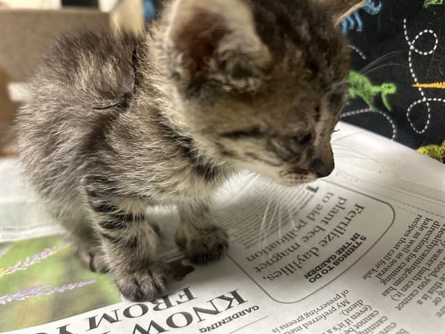 Dil Pickles - Domestic Short Hair