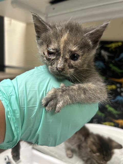 Dede Pickles - Domestic Short Hair
