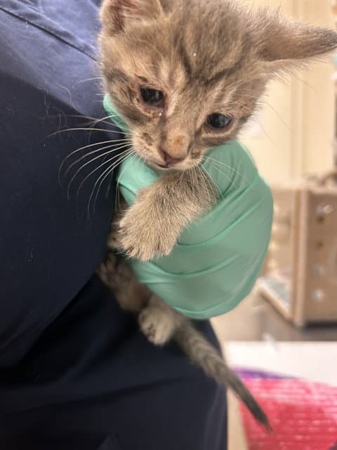 Tommy Pickles - Domestic Short Hair