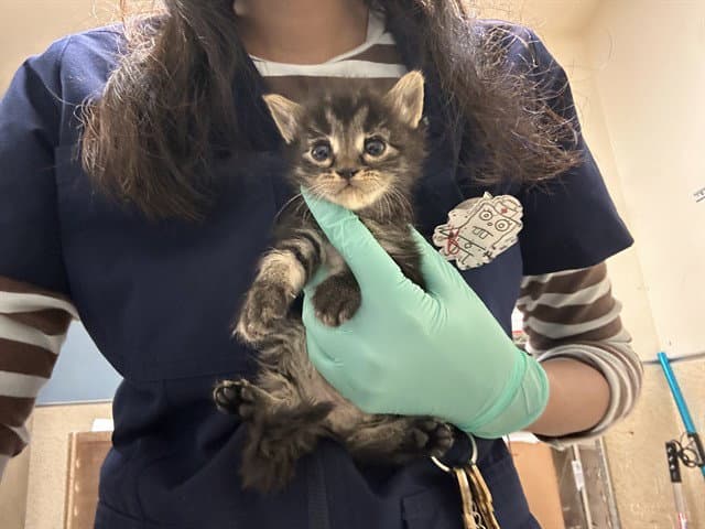 Vanelope - Domestic Medium Hair