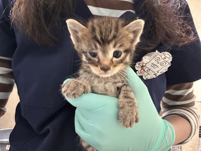 Prince Charming - Domestic Medium Hair