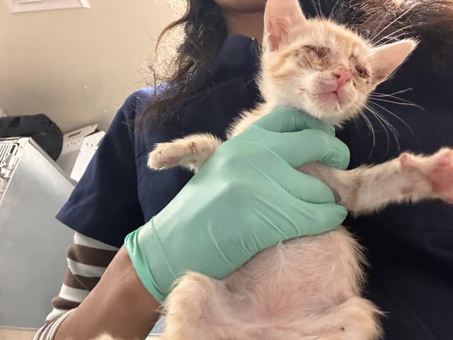 Angelica Pickles - Domestic Short Hair