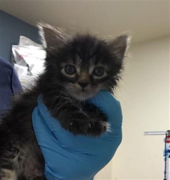 Rio Jr - Domestic Short Hair