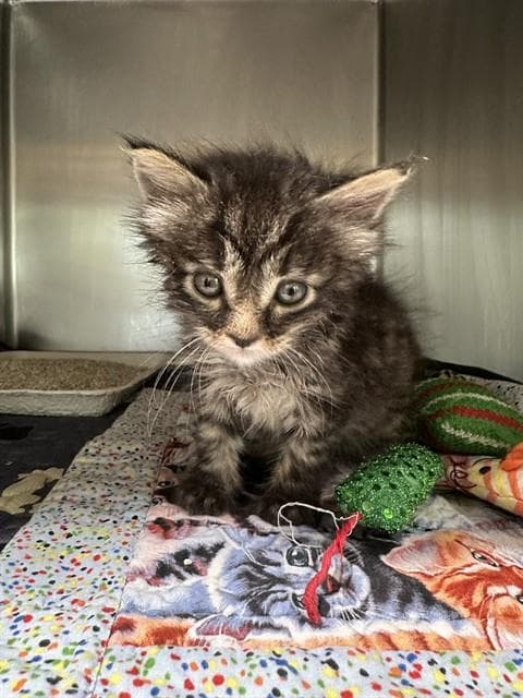 Rio Jr - Domestic Short Hair