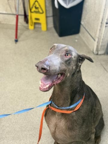 Siete - Doberman Pinscher