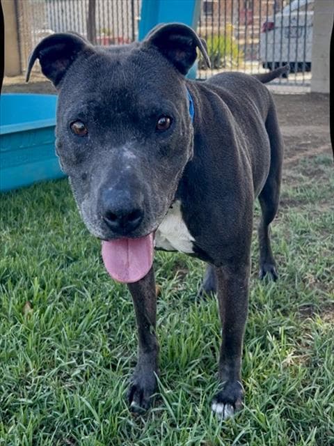 Sarge - Pit Bull Terrier