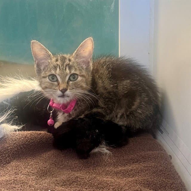 Jessie - Domestic Short Hair