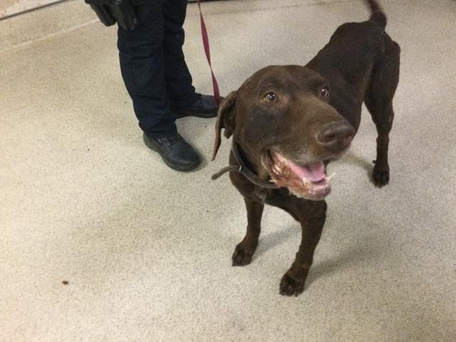 Luke - Labrador Retriever