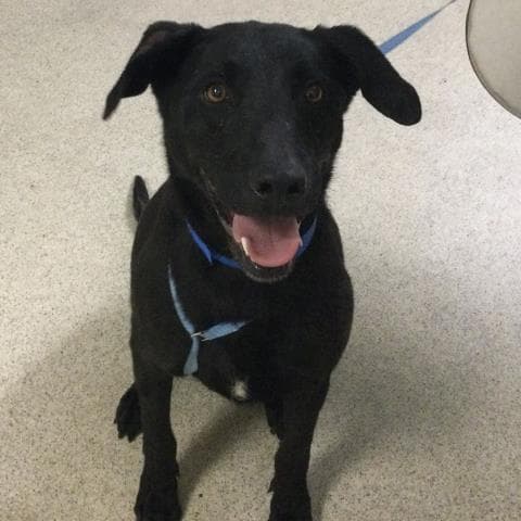 Bruno - Labrador Retriever