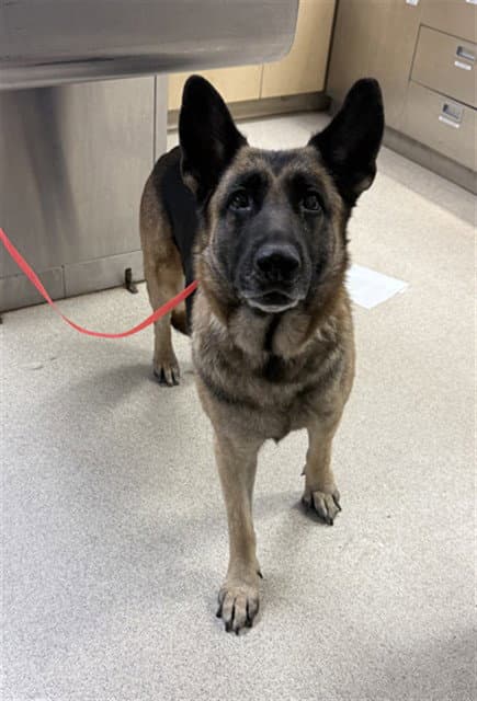 Rose - German Shepherd Dog