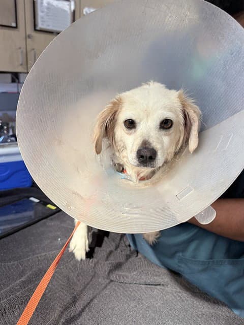 Bella - Maltese