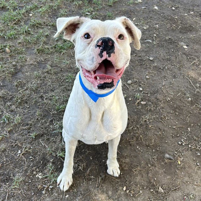 Guapo - Boxer