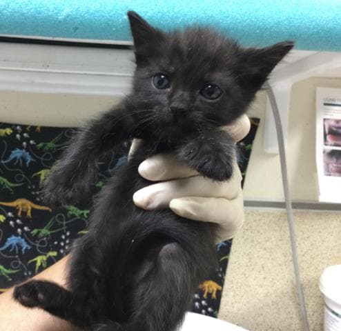 Barricade - Domestic Short Hair