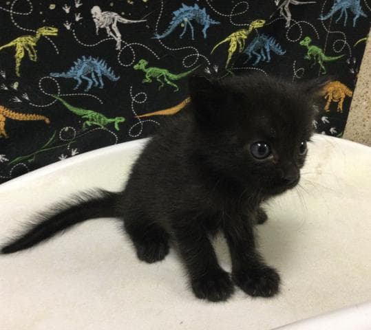 Concrete - Domestic Short Hair