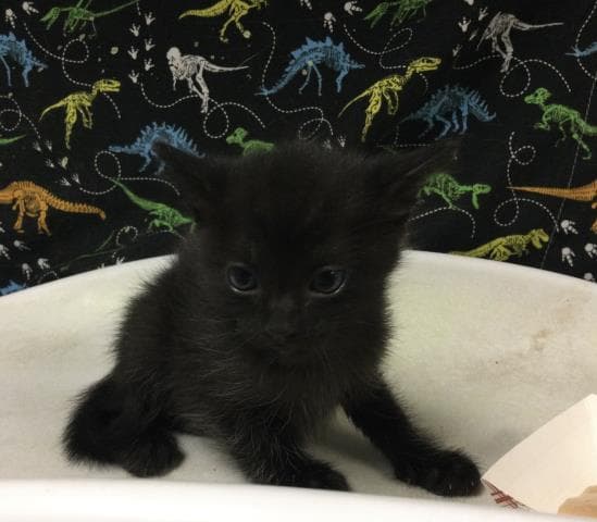 Cement - Domestic Short Hair