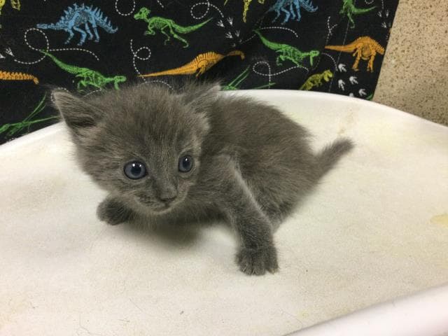 Cone - Domestic Short Hair
