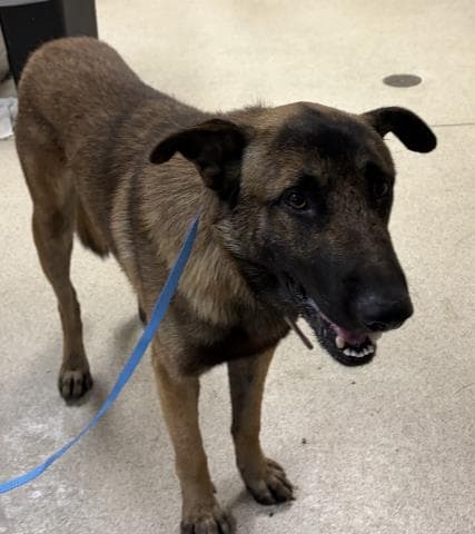 Brock - German Shepherd Dog