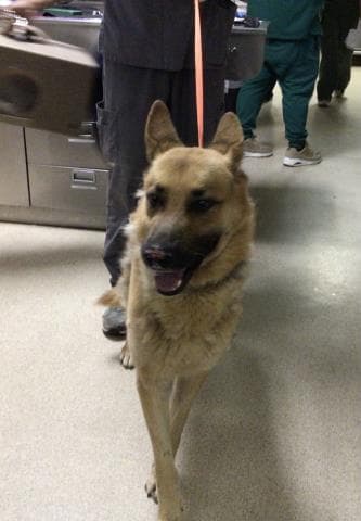 Jasper - German Shepherd Dog