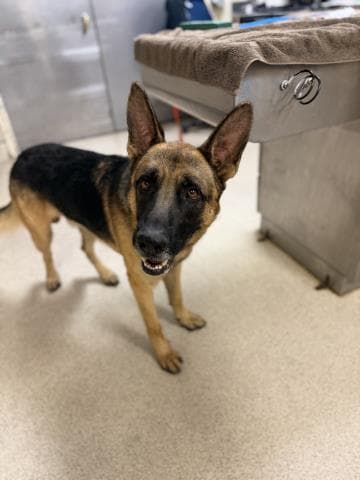 Sherbert - German Shepherd Dog