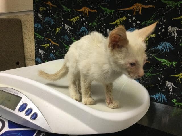 Spunk - Domestic Short Hair