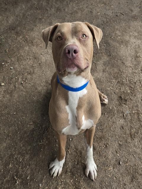 Rico - Pit Bull Terrier