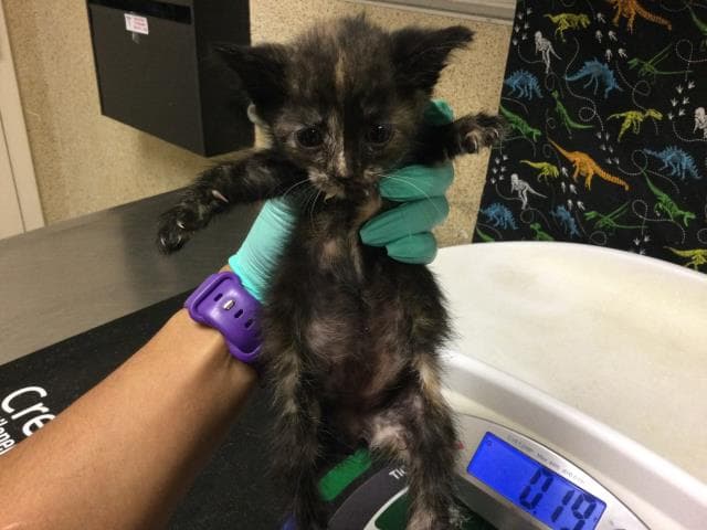 Unknown - Domestic Short Hair