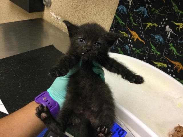 Unknown - Domestic Short Hair
