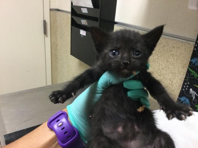 Unknown - Domestic Short Hair