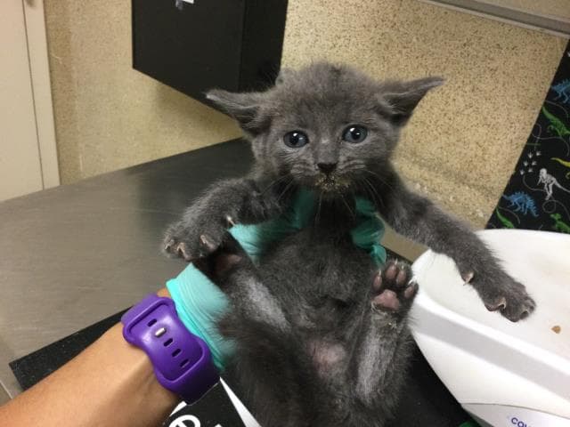 Unknown - Domestic Short Hair