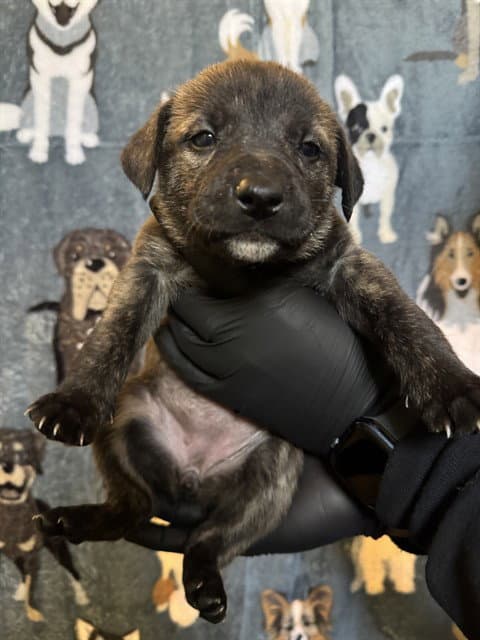 Ruby - German Shepherd Dog