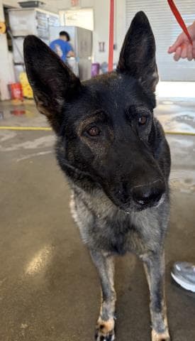 June - German Shepherd Dog