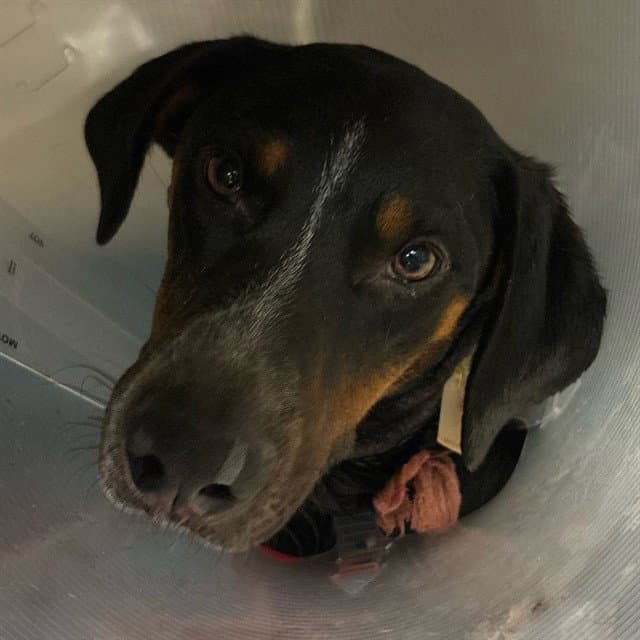 Ricky - Bluetick Coonhound