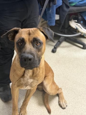 Tucker - Mastiff
