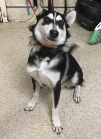 Bell - Husky
