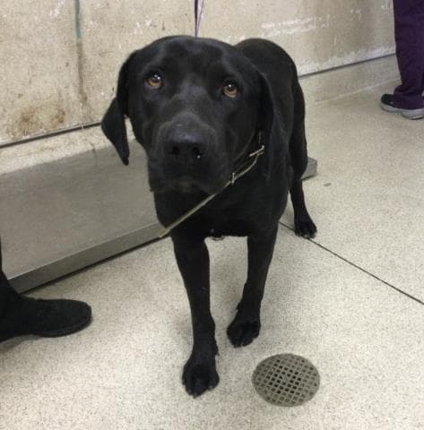 Sammy - Labrador Retriever