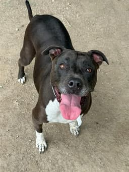 Sammy image 1
