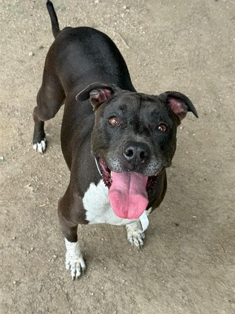 Sammy - Pit Bull Terrier