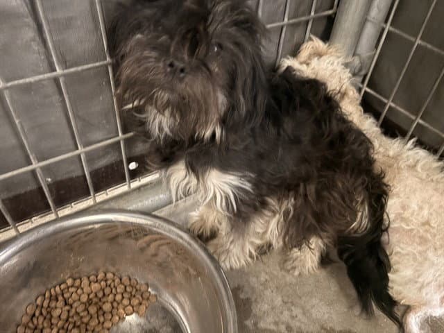 Unknown - Terrier