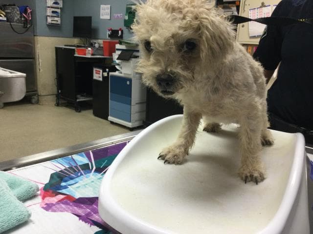 Unknown - Terrier
