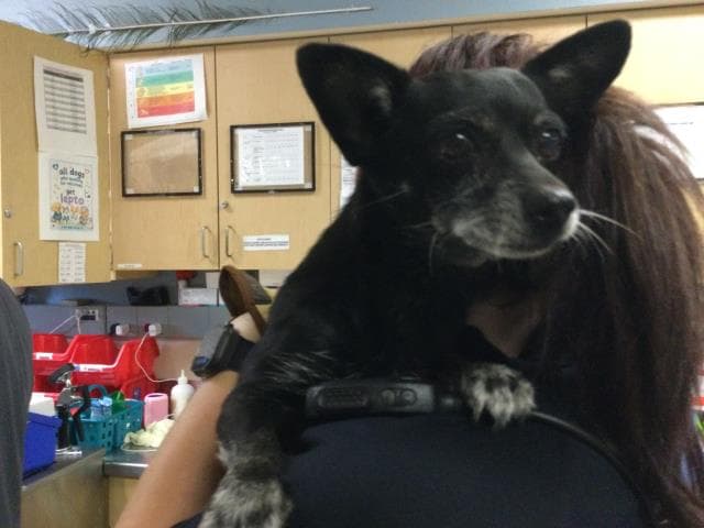 Unknown - Chihuahua