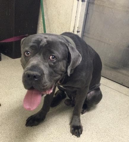 Button - Pit Bull Terrier