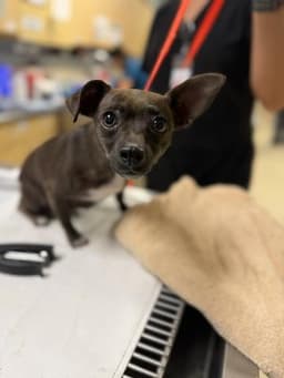 Chiquita image 1