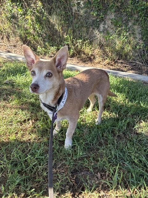 Chiquis - Chihuahua