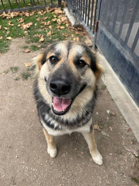 Bellie - German Shepherd Dog