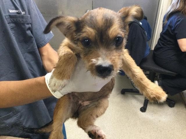 Unknown - Terrier