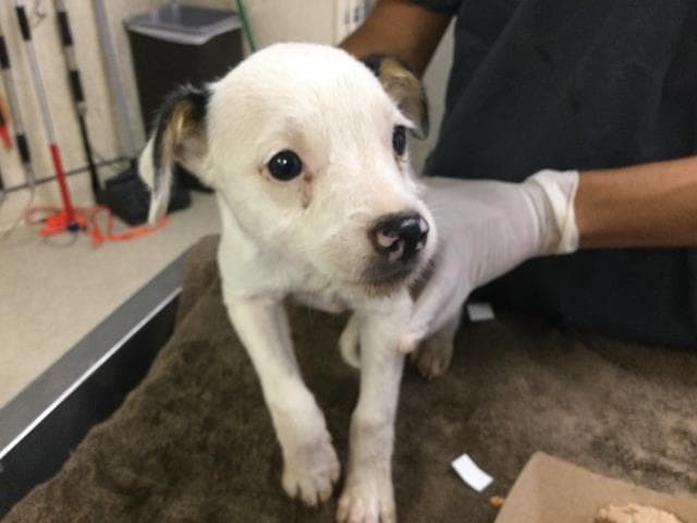 Unknown - Terrier